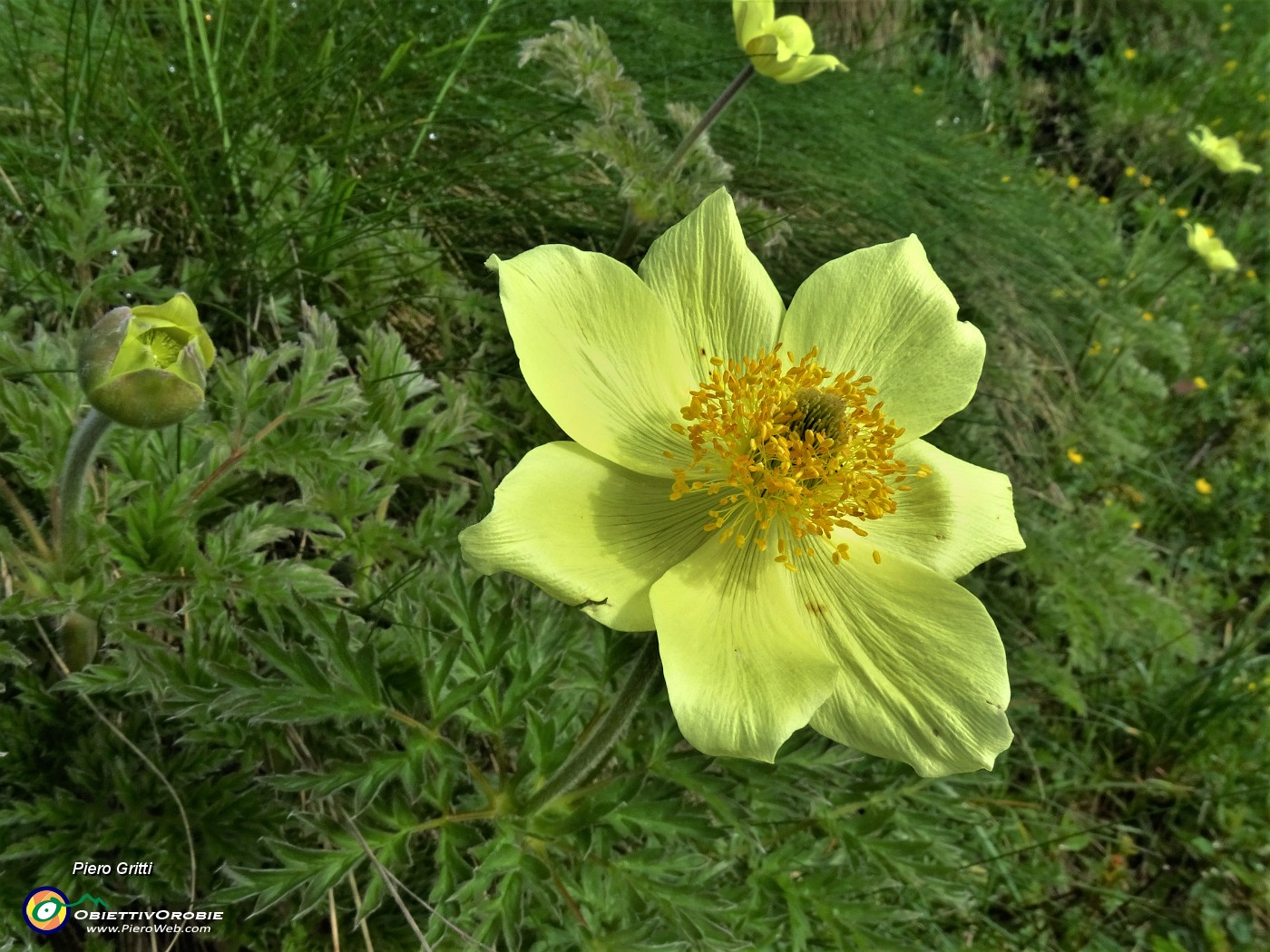 16 Pulsatilla alpina sulphurea (Anemone sulfureo) sul sent. 109 .JPG